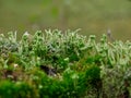 Forest floor covered with lichen and moss close up Royalty Free Stock Photo