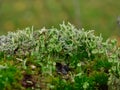 Forest floor covered with lichen and moss close up Royalty Free Stock Photo