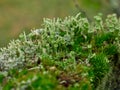 Forest floor covered with lichen and moss close up Royalty Free Stock Photo