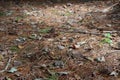 A forest floor covered in pine needles, pinecones and brown Maple leaves Royalty Free Stock Photo