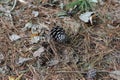 A forest floor covered in pine needles, pinecones and brown Maple leaves Royalty Free Stock Photo