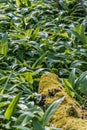Forest floor covered with wild garlic plants Royalty Free Stock Photo