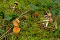 Different kinds of mushrooms and moss on the forest floor Royalty Free Stock Photo