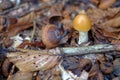 Forest floor with mushroom, acorns, dead leaves and decaying wood, nature details