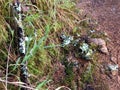 Forest Floor, Dipsea Trail, Muir Woods, San Francisco, CA Royalty Free Stock Photo