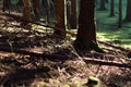 Forest floor with fallen branches and sunlight illuminating tree trun Royalty Free Stock Photo
