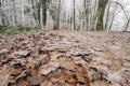 Forest look on a frosty day