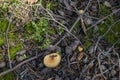 Forest floor of Finish Lapland Royalty Free Stock Photo