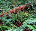 Forest Floor Full of Ferns