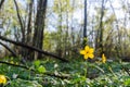 Forest floor with a glowing yellow wood anemone by early springtime