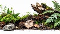 Forest Floor Landscape, Unaltered image of forest floor debris, raw environmental Royalty Free Stock Photo