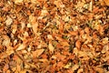 Forest floor leaf background for concept or design, seamless full frame wallpaper Royalty Free Stock Photo
