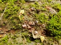 The forest floor with leaves moss and pieces of insect bodies. Royalty Free Stock Photo
