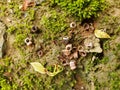 The forest floor with leaves moss and pieces of insect bodies. Royalty Free Stock Photo