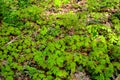 The forest floor with maple tree saplings Royalty Free Stock Photo