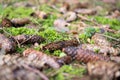 Forest floor Royalty Free Stock Photo