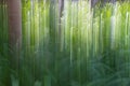 Forest floor serine capture using a long exposure and intentional movement