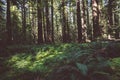 Forest floor showing ferns and other vegetation in Redwood National Park in California Royalty Free Stock Photo