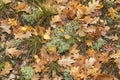 Forest floor texture or background Royalty Free Stock Photo