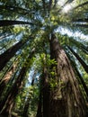 Giant Redwoods merging at the canopy top