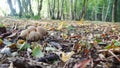 Forest floor toadstools