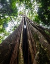 Majestic Strangler Fig Tree in a Lush Rainforest Royalty Free Stock Photo