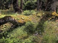 Forest Floor Royalty Free Stock Photo