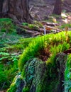 Forest flora. Close up of moss in forest Royalty Free Stock Photo