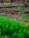 Forest flora. Close up of moss in forest Royalty Free Stock Photo