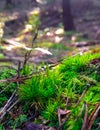 Forest flora. Close up of moss in forest Royalty Free Stock Photo