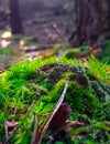 Forest flora. Close up of moss in forest Royalty Free Stock Photo