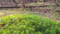 Forest flora. Close up of moss in forest Royalty Free Stock Photo