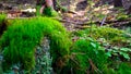 Forest flora. Close up of moss in forest Royalty Free Stock Photo