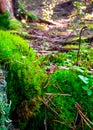 Forest flora. Close up of moss in forest Royalty Free Stock Photo