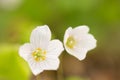 Forest flower