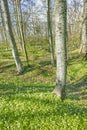 Forest flower field near tree trunks in springtime. Beautiful nature scenery of white wood anemone flowers growing in a Royalty Free Stock Photo