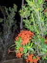 Forest flower night potret Royalty Free Stock Photo