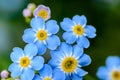 Forest flowers of forget-me-not blossomed in small blue buds Royalty Free Stock Photo