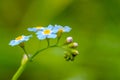 Forest flowers of forget-me-not blossomed in small blue buds Royalty Free Stock Photo