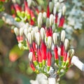 Forest flowers Royalty Free Stock Photo