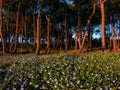 Forest with flowers at spring in La Galea