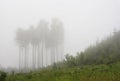 Forest in a fog Royalty Free Stock Photo