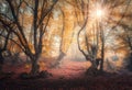 Forest in fog in autumn at sunrise. Magical trees with sunrays Royalty Free Stock Photo