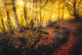 Forest in fog in autumn at sunrise. Magical trees with sunrays Royalty Free Stock Photo