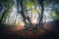 Forest in fog in autumn at sunrise. Magical trees with sunrays Royalty Free Stock Photo