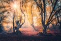 Forest in fog in autumn at sunrise. Magical trees with sunrays Royalty Free Stock Photo
