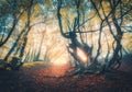 Forest in fog in autumn at sunset. Magical trees with sunrays Royalty Free Stock Photo