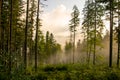 Forest in the fog Royalty Free Stock Photo