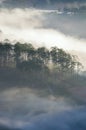 the forest with fog background Royalty Free Stock Photo