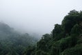 Forest and fog beautiful nature backgrounds